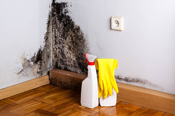 Best Mold Damage Repair  in Avon Lake, OH