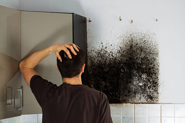Best Mold Damage Repair  in Avon Lake, OH