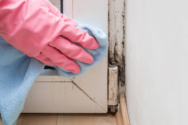 Home Mold Removal in Avon Lake, OH