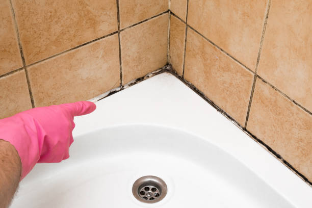 Best Commercial Mold Removal  in Avon Lake, OH